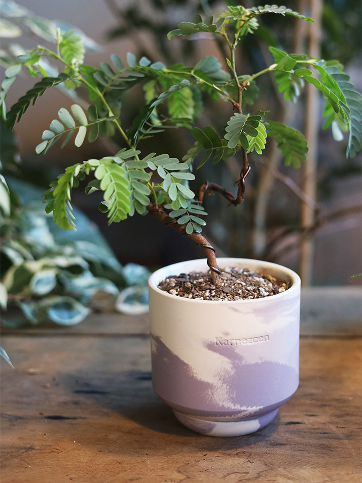 [바이올렛 마블] 미틸 S