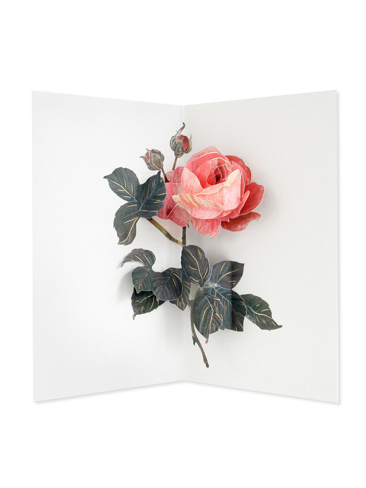 로즈 (ROSE)