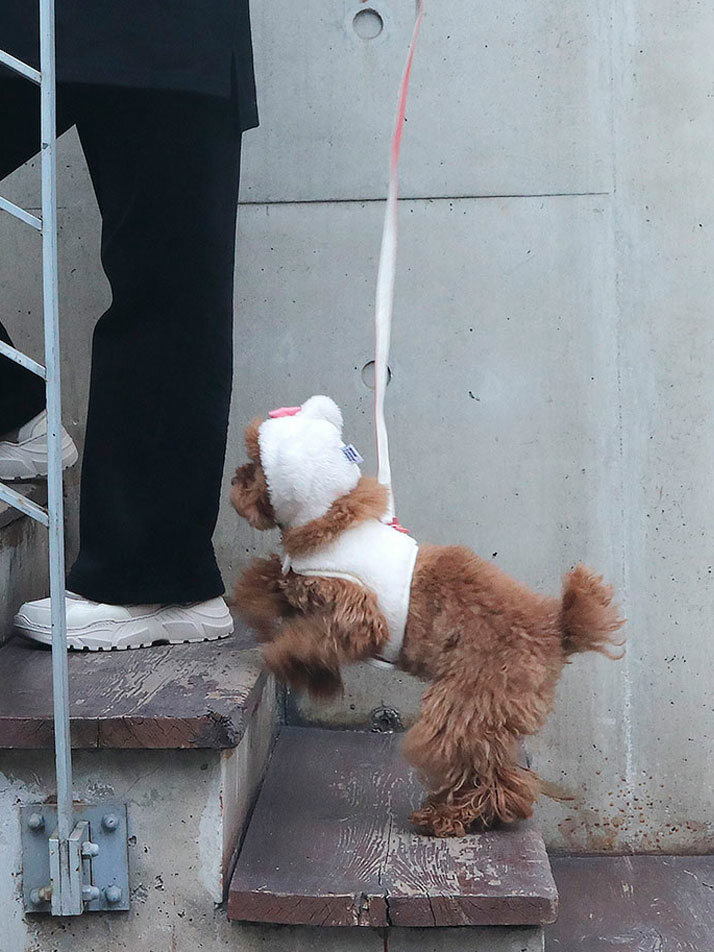Hi! Bear Fur Harness White