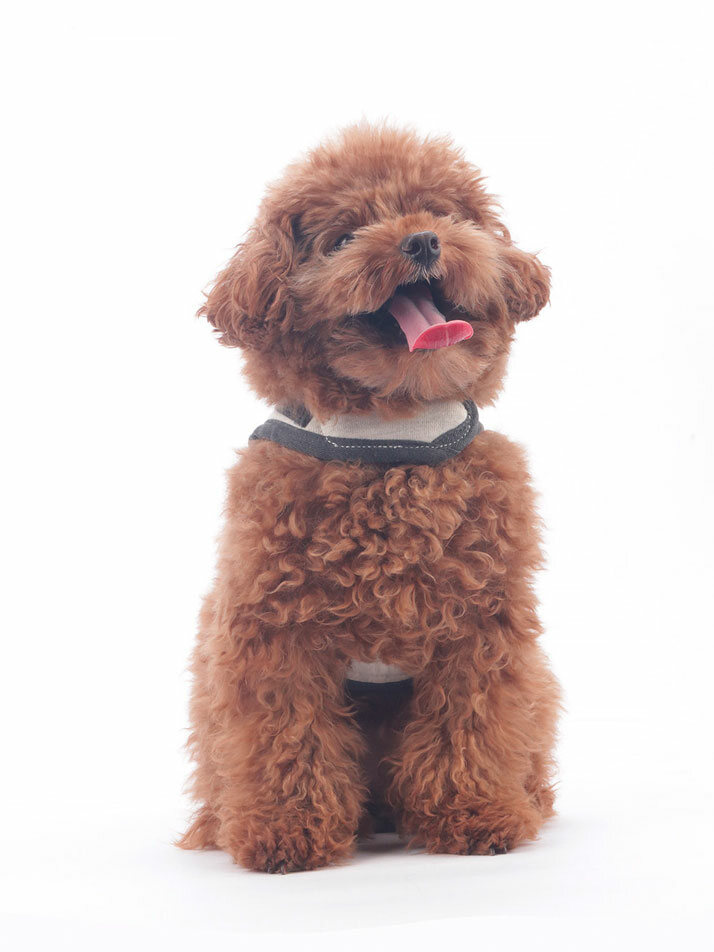 Jolly Dumb Harness Set