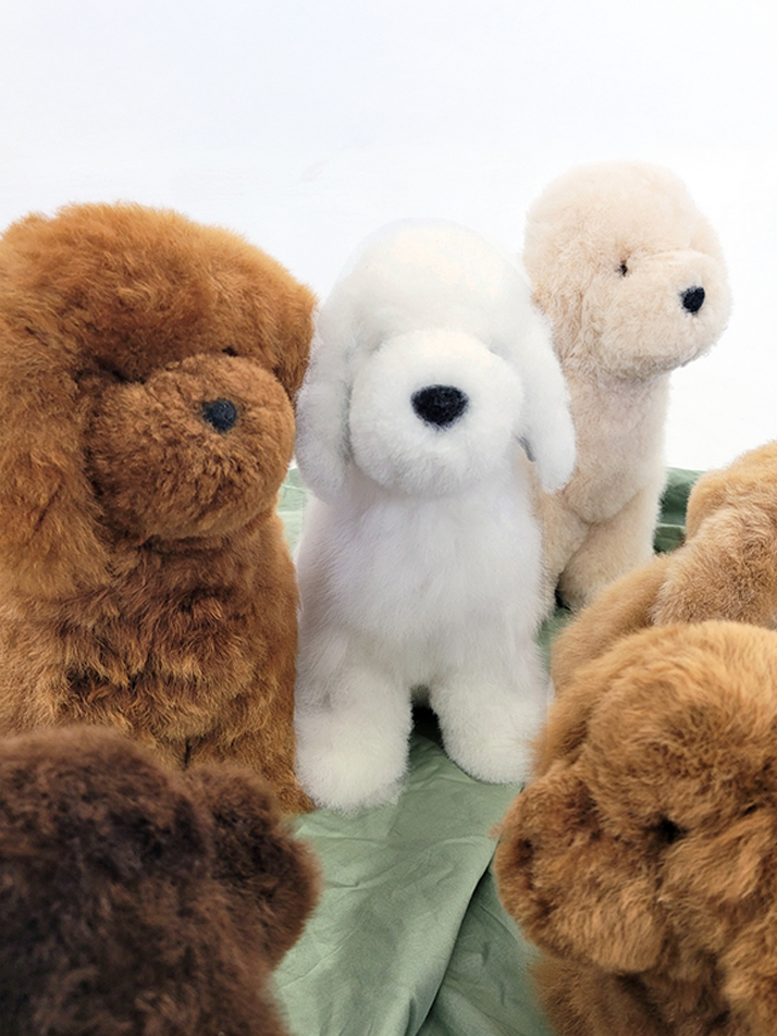 [컴발리 알파카] 귀여움이 두배일수밖에 없는 멍멍이