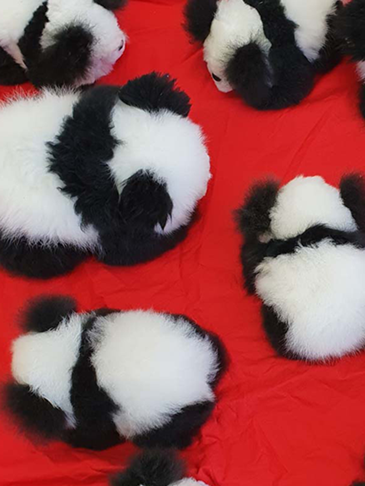 [컴발리 알파카] 토닥토닥 어화둥둥하기 좋은 판다 친구들