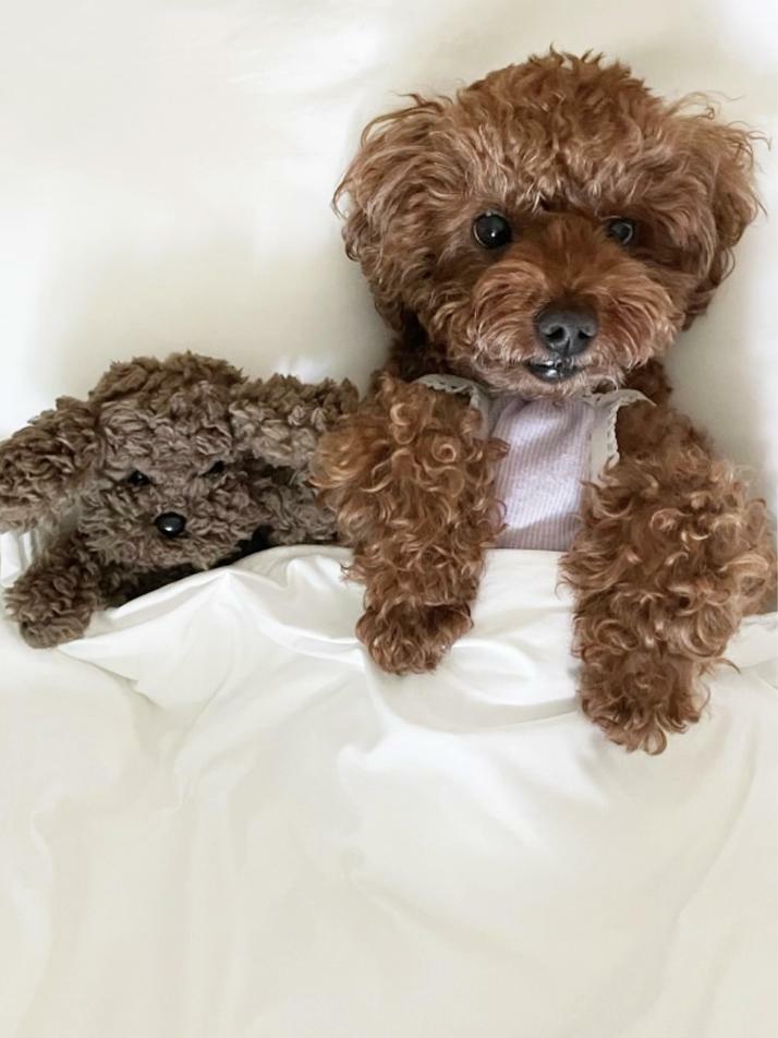 I have a dog, too ! - Doll