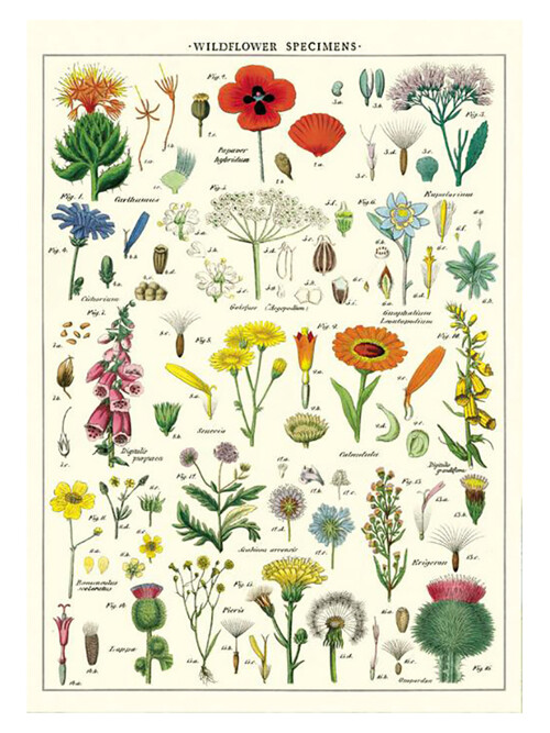 카발리니 포스터-Wildflowers