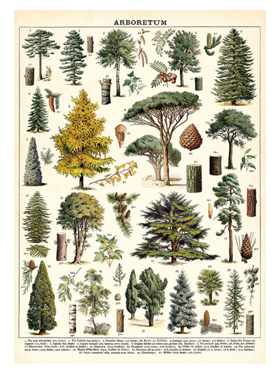 카발리니 포스터-Arboretum