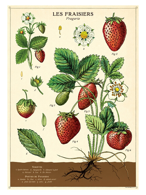 카발리니 포스터-Strawberries