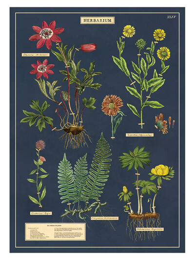 카발리니 포스터-Herbarium