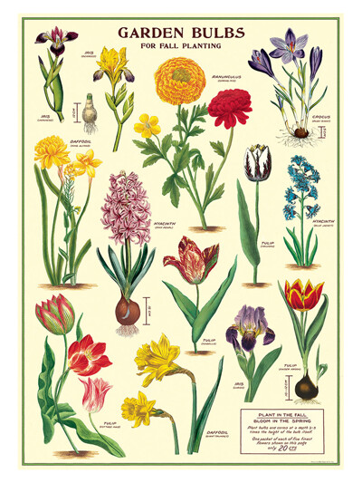 카발리니 포스터-Garden Bulbs