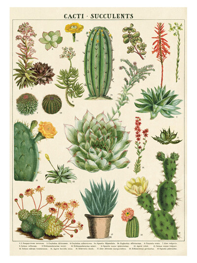 카발리니 포스터-Cacti & Succulents