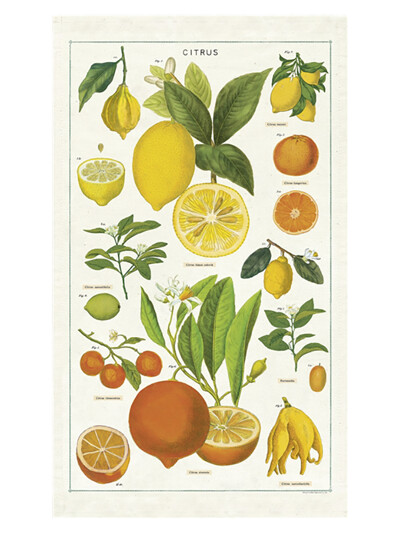카발리니 패브릭 포스터 - Citrus