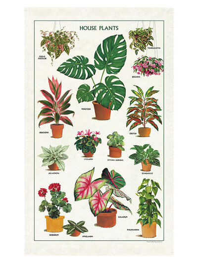 카발리니 패브릭 포스터 - House Plants