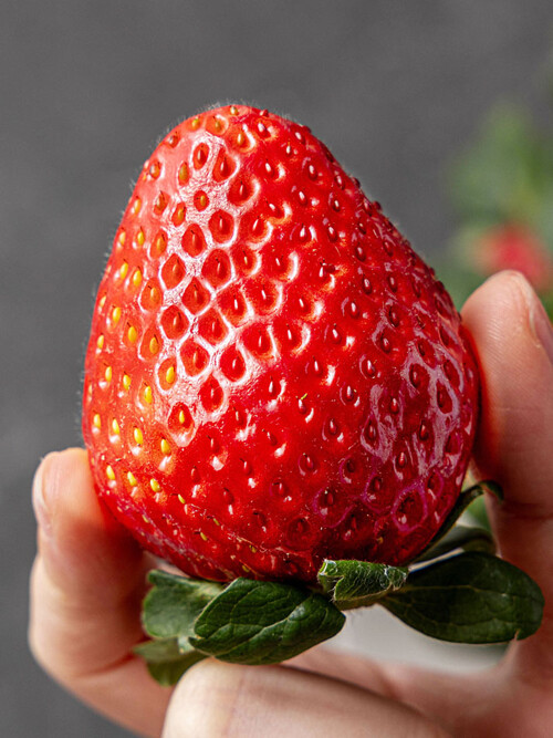 마담주 시그니처, VVIP 죽향 딸기 특사이즈 (700g내외)