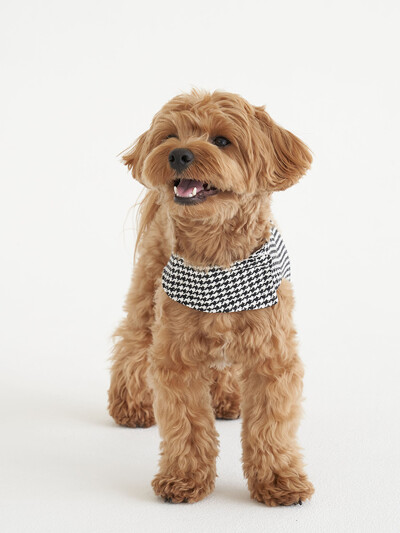 하운드 패턴 하네스 (Hound pattern harness) - BLACK / CREAM PINK