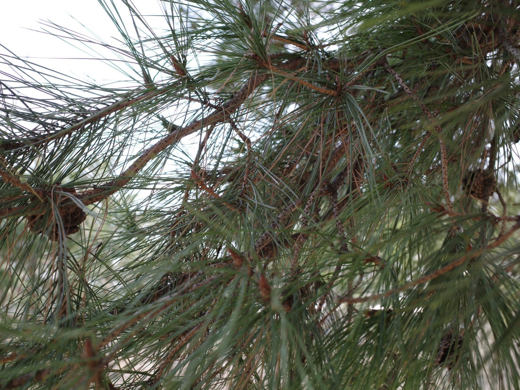 %EC%86%8C%EB%82%98%EB%AC%B4.jpg