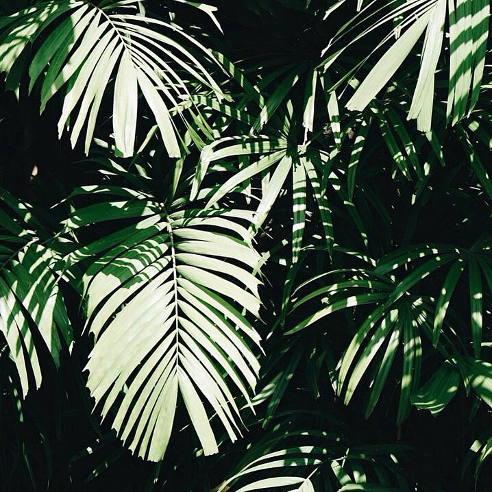 %EC%97%B4%EB%8C%80%20%EC%8B%9D%EB%AC%BC.jpg