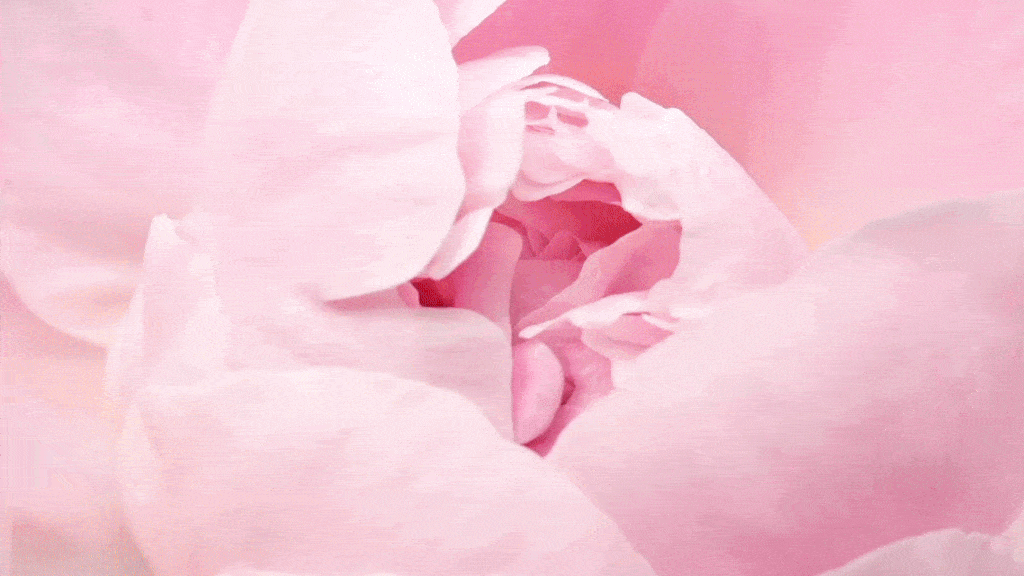 Orange%20party%20upload%20final_33.gif