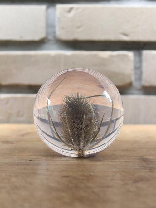 하포드 그란지 문진 (산토끼꽃) 85mm Teasel