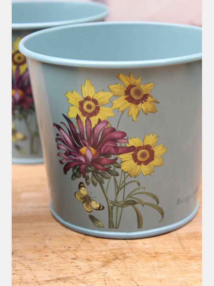 버건앤볼 화분 세트 - Asteraceae