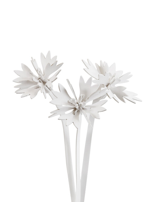 수레국화 Cornflower