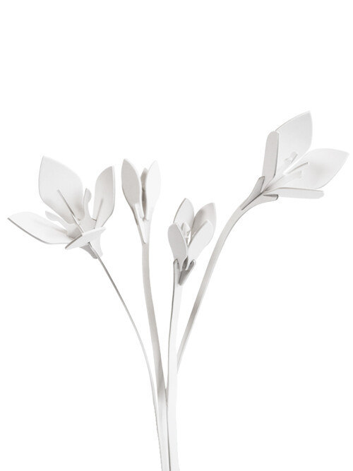 붓꽃 Crocus