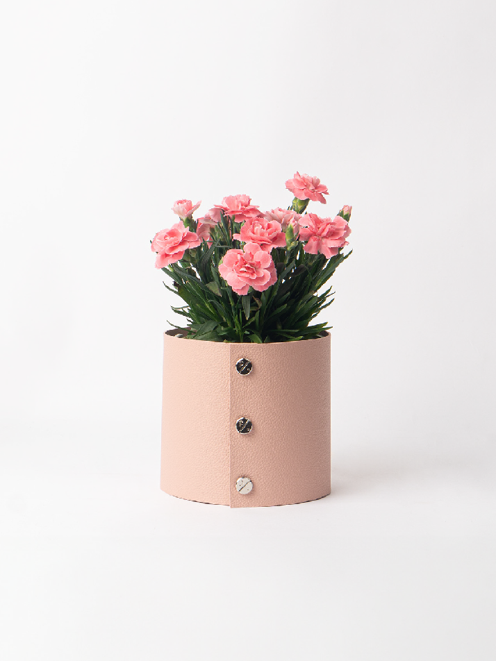 식물세트) 팟커버 XS + 카네이션 리미티드 셋업