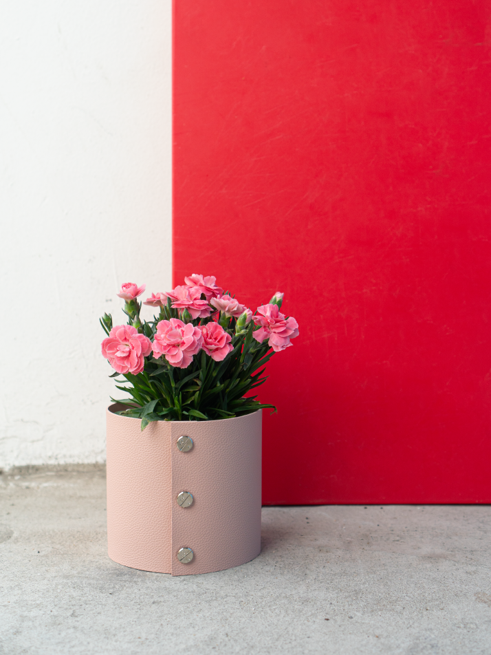 식물세트) 팟커버 XS + 카네이션 리미티드 셋업