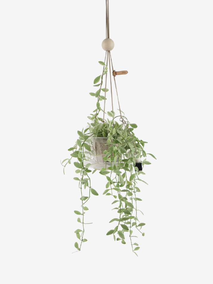 식물세트) 댕글 P + 디시디아 화이트