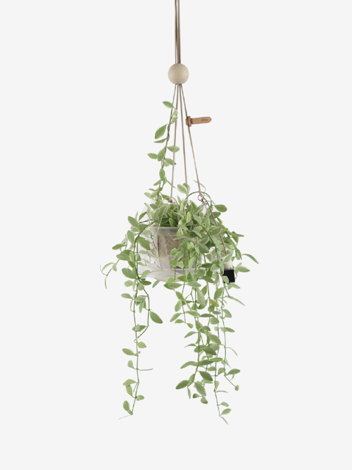 식물세트) 댕글 P + 디시디아 화이트