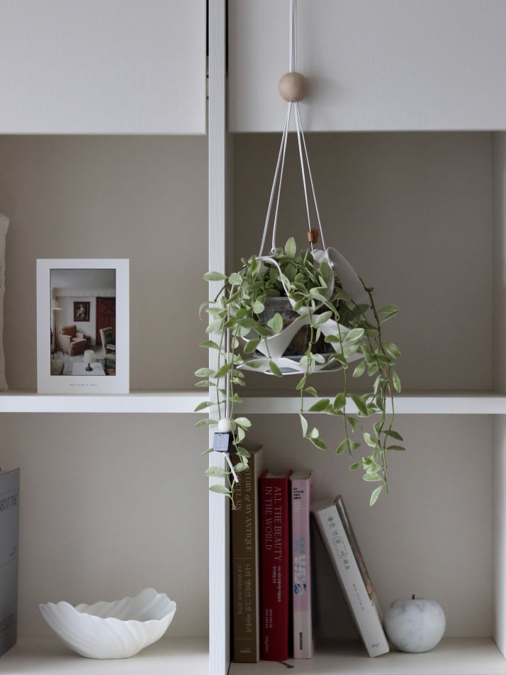 식물세트) 댕글 P + 디시디아 화이트