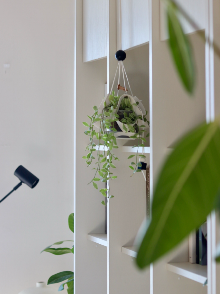 식물세트) 댕글 P + 디시디아 화이트