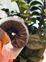 IMG_3825.jpeg